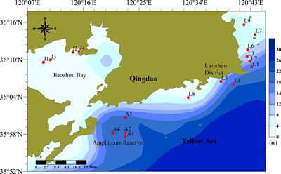 Distribution of Dinoflagellate Cysts in Surface Sediments From the Qingdao Coast, the Yellow Sea, China: The Potential Risk of Harmful Algal Blooms